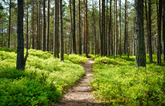 Polku kulkee aurinkoisen metsän läpi. 