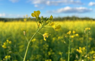 Keltainen peltomaisema ja sininen taivas.