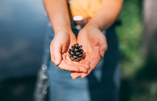 Ihminen pitää käpyä käsissään.