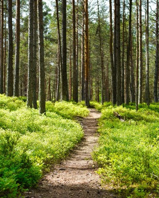 Polku kulkee aurinkoisen metsän läpi. 