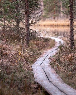 Astinlaudoilla pohjustettu metsäpolku