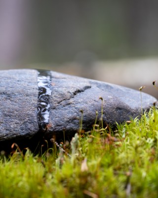 Kivi sammaleiden keskellä.