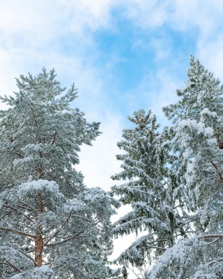 Pakkaskuva mäntyjen latvoista