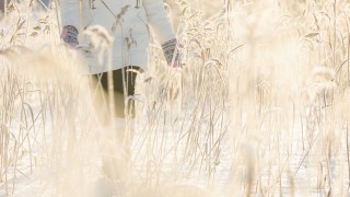 Ihminen kävelee jäällä kaislikossa