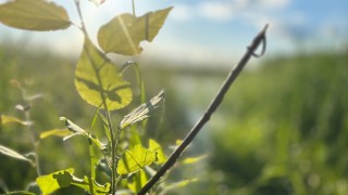 Kesäinen rantamaisema.