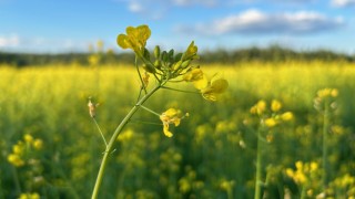 Keltainen peltomaisema ja sininen taivas.