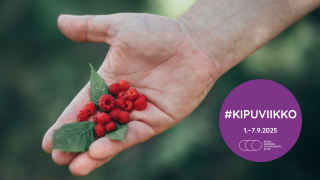 Ojennettu käsi pitelee kämmenellään tuoreita vadelmia. Violetissa ympyrässä kipuviikon tunnus '#KIPUVIIKKO 1.–7.9.2025'. 