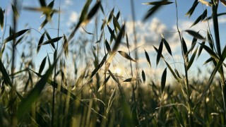 Lähikuva heinäpellosta sinistä taivasta vasten.